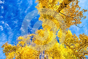 Autumn Canopy of Brilliant Yellow Aspen Tree Leafs in Fall with Clear Blue Skies, Colorado