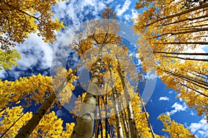 Autumn Canopy of Brilliant Yellow Aspen Tree Leafs in Fall in the Rocky Mountains of Colorado photo