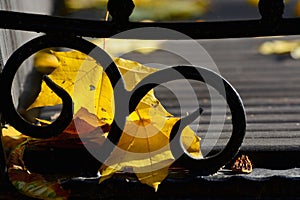 Autumn. A carpet of yellow and red leaves on the grass. Yellow maple leaves lie on a bench after rain