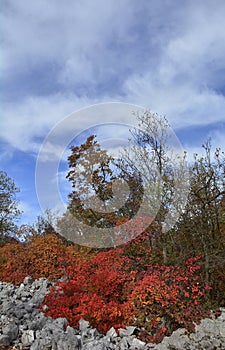 Autumn Carso Near Aurisina photo