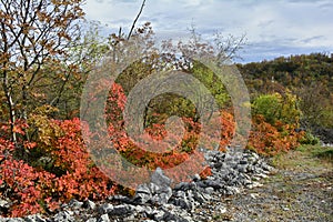 Autumn Carso Near Aurisina photo