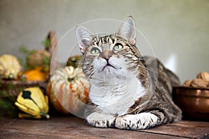 Autunno gatto 