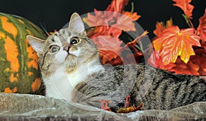 Autumn cat with pumpkin