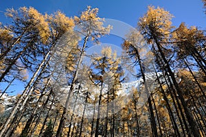 Autumn cedar under blue sky. photo
