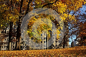 Autumn in Central Park, New York