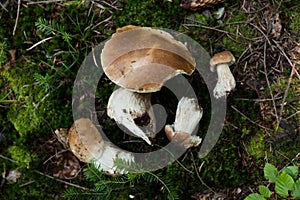 Autumn Cep Mushrooms. Wild penny bun, cep, porcino or porcini in forest