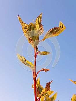 Autumn changing color leaves over warm blue sky