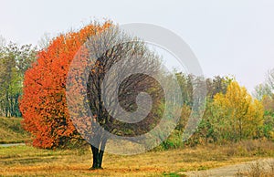 Autumn cherry tree isolated