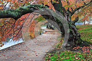 Autumn Cherry Tree Potomac Tidal Basin Washington DC photo