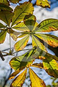 Autumn chestnut leafs