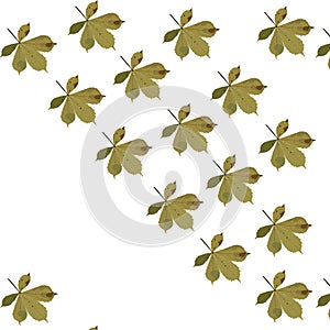 Autumn chestnut leaves in the wind. Seamless pattern. Vector illustration isolated on white background