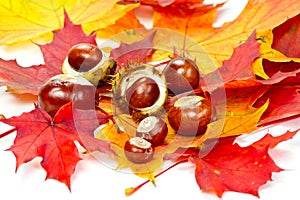 Autumn chestnuts