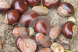 Autumn chestnuts and acorns macro