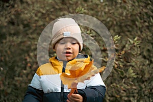 Autumn child portrait In fall yellow and red leaves. Little boy playing in autumn day. Beautiful kid in park outdoor