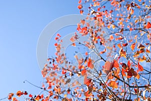 Autumn chinese tallow tree