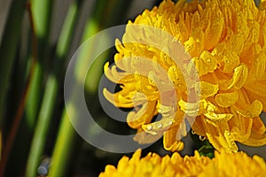 Autumn chrysanthemum