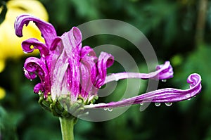 Autumn chrysanthemum