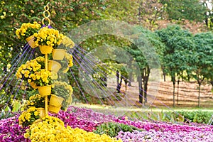 Autumn Chrysanthemum Exhibition in Kiev, Ukraine, 2016