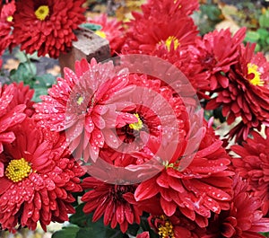 Autumn chrysanthemum flowers