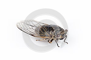 Autumn cicada isolated