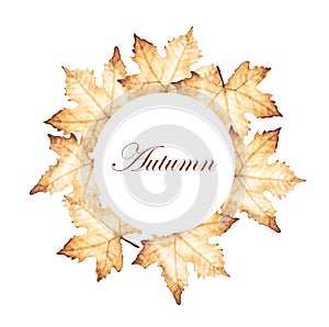 Autumn circle frame with maple leaves drawing.