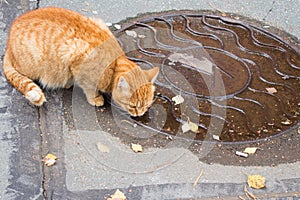 Autumn in the city. Ginger cat laps water from the hatch cover