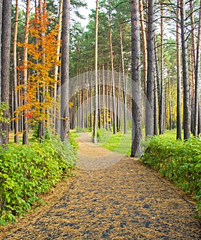 Autumn city landscape.