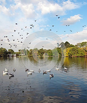 Autumn city landscape on the lake. Flying birds.