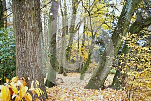 Autumn city landscape.. Parc Astrid