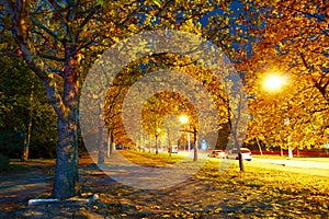 Autumn city at night, maple trees alley with yellow leaves, street lights