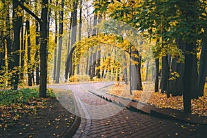 Autumn city park and wet sidewalk. Yellow leaves. Beautiful landscape