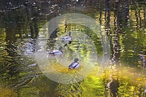 Autumn in the city park. Wild ducks swim in the river