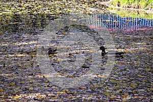 Autumn in the city park. Wild ducks swim in the river