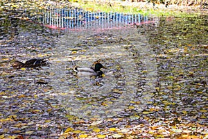 Autumn in the city park. Wild ducks swim in the river