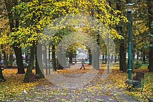 Autumn City Park. Yellow leaves on the park`s avenue. People are