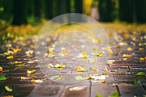 Autumn city park and yellow leaves on wet sidewalk. Beautiful landscape, background and texture