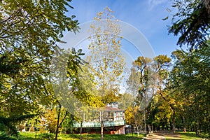 Autumn city park with yellow trees. Background with selective focus