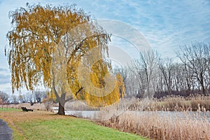 Autumn in the city park. Yellow willow tree near the river.