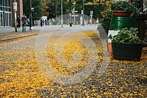 Autumn city scene. Street in Berlin. The yellow foliage lies on the sidewalk.