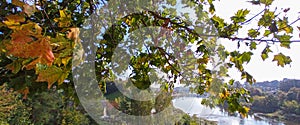 Autumn in the city. View of the river through the leaves of the trees.