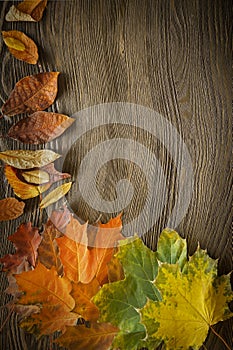 autumn classified on the tree with leaf frame for words and inscriptions, copy space