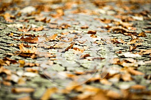 Autumn close up. Abstract autumnal background with shallow depth