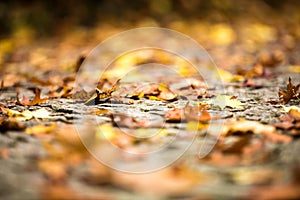 Autumn close up. Abstract autumnal background with shallow depth