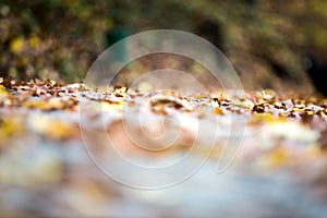 Autumn close up. Abstract autumnal background with shallow depth