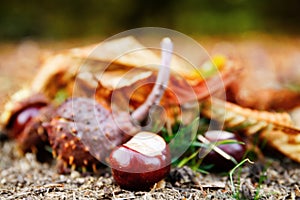 Close up of chesnuts in outdoors