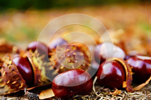 Close up of chesnuts in outdoors