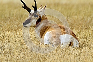 Autumn close up of Pronghorn resting in golden grasses