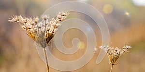 An autumn close up of two wild dry flowers on blurred field background. golden colour with bokeh