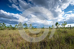 Autumn cloudscape over pinelands and sawgrass in Everglades National Park.