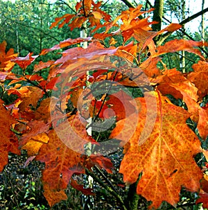 Autumn coat of an oak branch